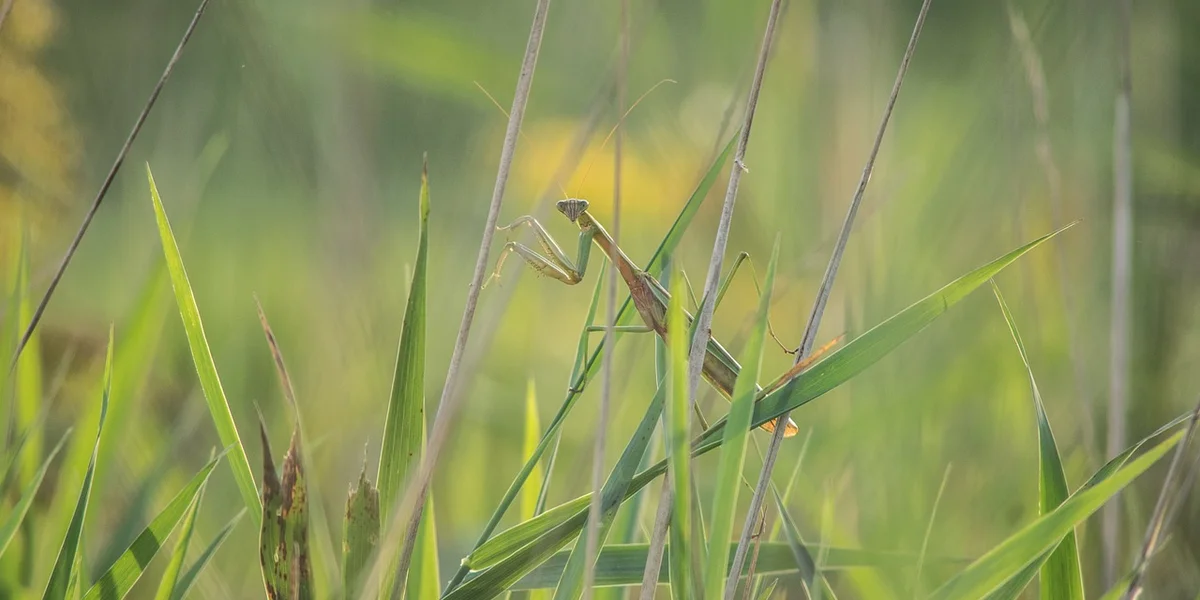 Praying mantis perched on a blade of grass in a sunlit garden, symbolizing beneficial insects in a healthy landscape.