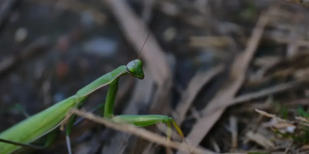 What Makes Praying Mantises So Special? Unique Characteristics