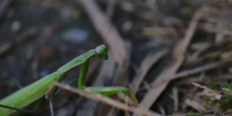 Close-up of a bright green praying mantis perched on a twig, with its folded forelegs and triangular head in clear view.