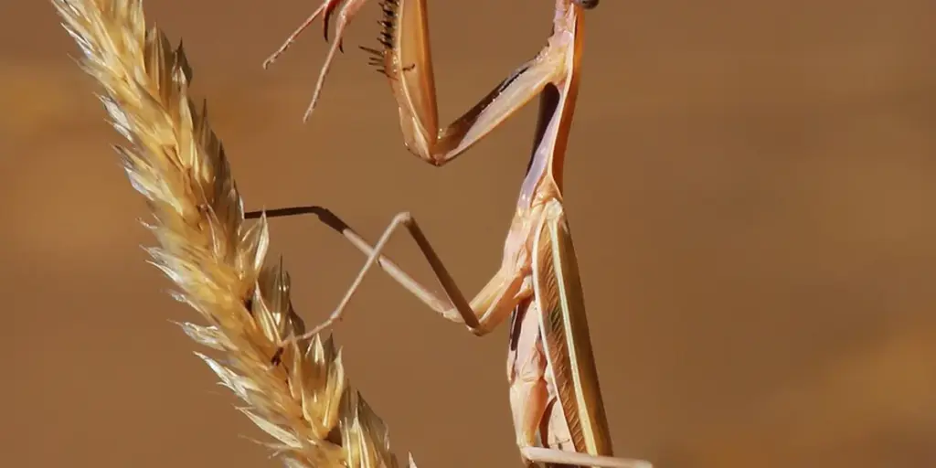 What Is the Natural Habitat and Distribution of Praying Mantises?