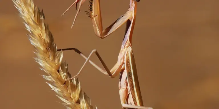 Praying mantis perched on dried grass in a grassland habitat