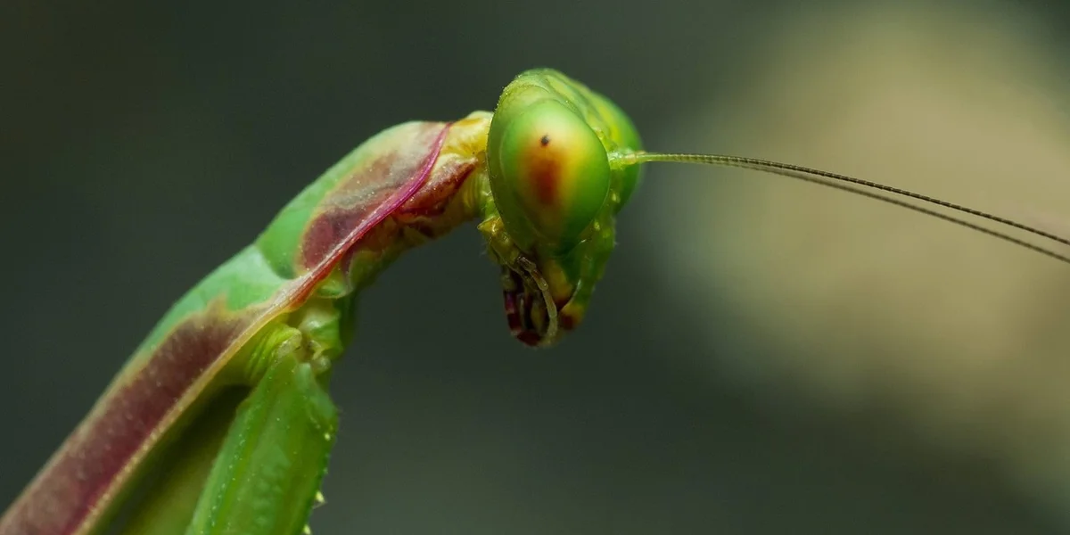 Close-up of a green praying mantis perched on a plant stem, with prominent eyes and long antennae.