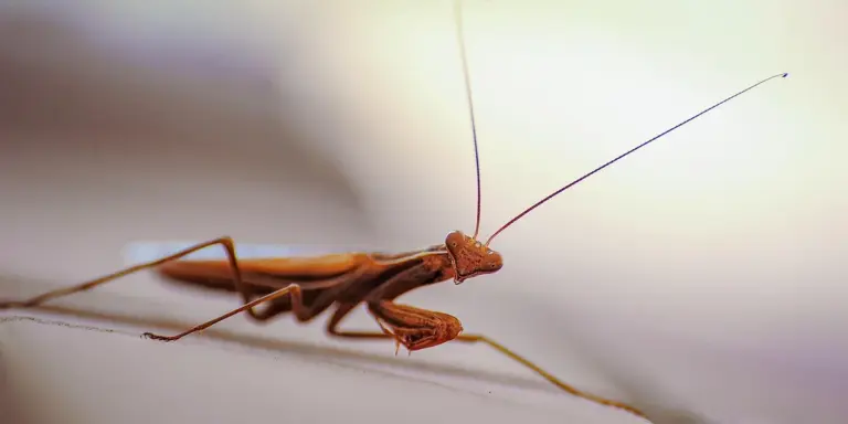Close-up of a brown praying mantis with long antennae perched on a twig