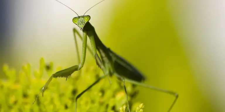 Green praying mantis perched on yellow flowers, facing the camera with forelegs raised and antennae extended.