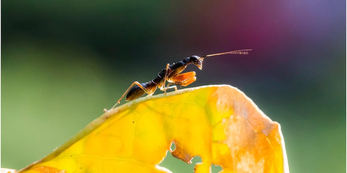 Praying mantis perched on a bright yellow leaf with a soft green background.