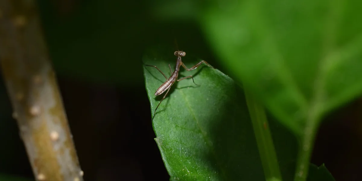 A small praying mantis perched on a green leaf, ready to mate.