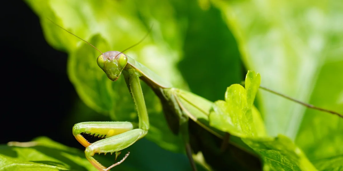 Close-up of a green praying mantis perched on bright green leaves