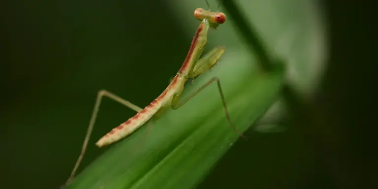 A praying mantis perched on a green leaf, showing its slender beige body and long legs.
