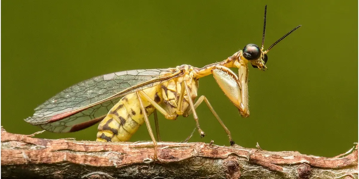 Close-up of a praying mantis perched on a textured branch with a green background, showing its elongated body, raptorial forelegs, and delicate wings.