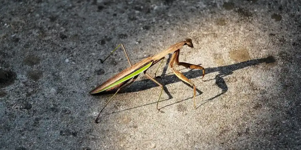 Praying Mantis Lighting and Heating: A Keeper’s Simple Guide