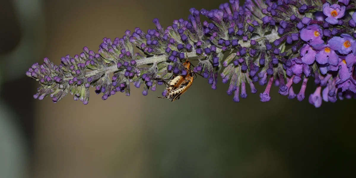Praying mantis perched on a purple lilac flower