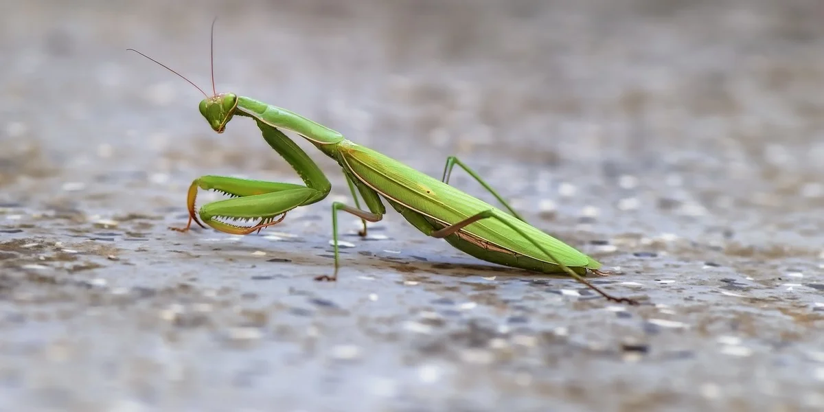 Green praying mantis on a textured surface with folded forelegs and elongated body