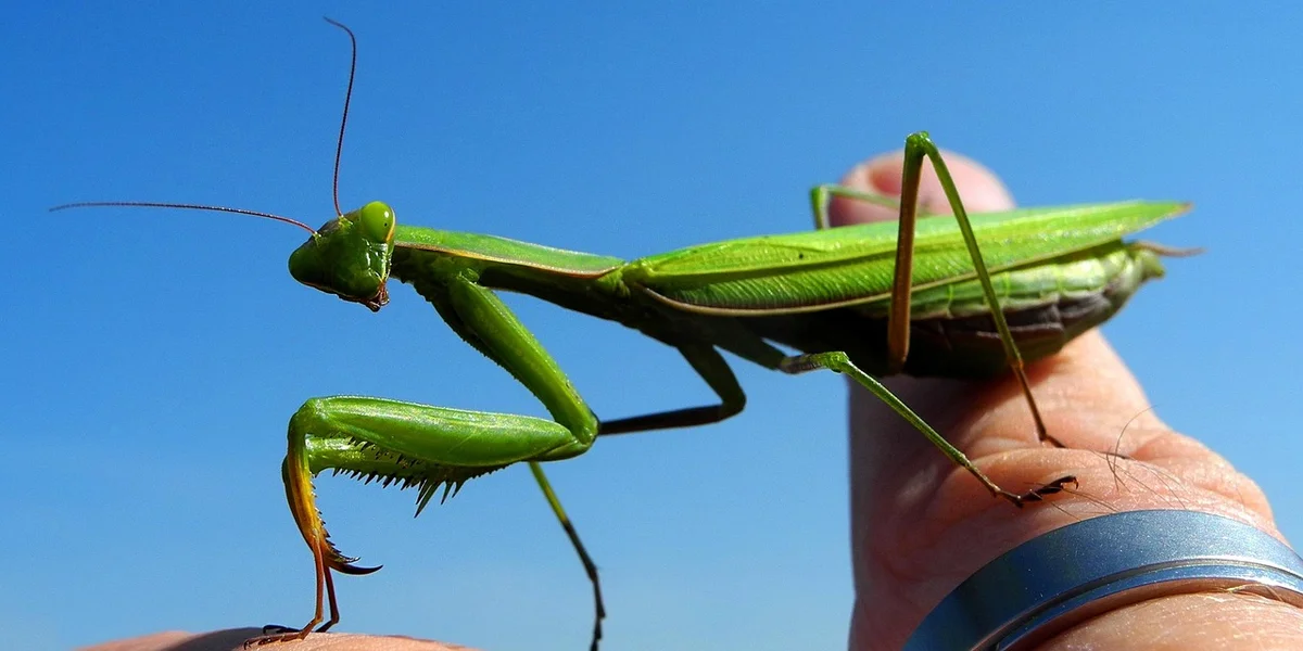A bright green praying mantis perched on a human finger against a clear blue sky.