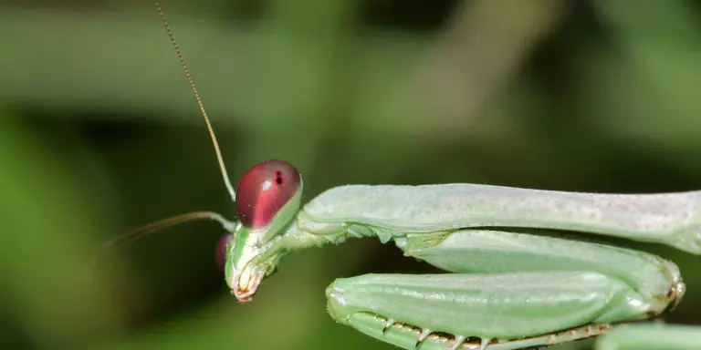 Close-up of a green praying mantis perched on a blade of grass, with a reddish-brown head and long antennae.