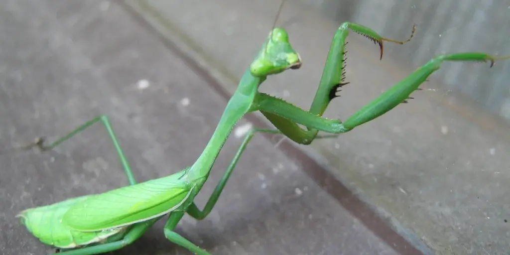 How Many Times Do Praying Mantis Molt Before Reaching Adulthood?