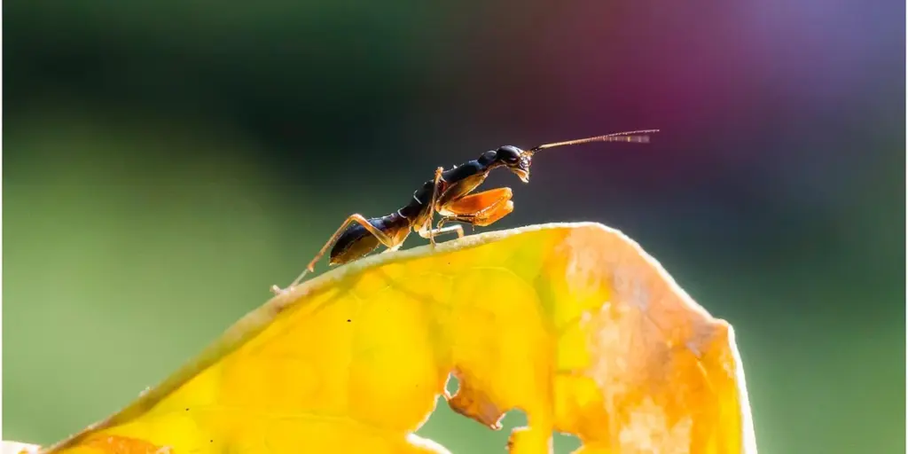 How to Pin and Preserve a Deceased Praying Mantis