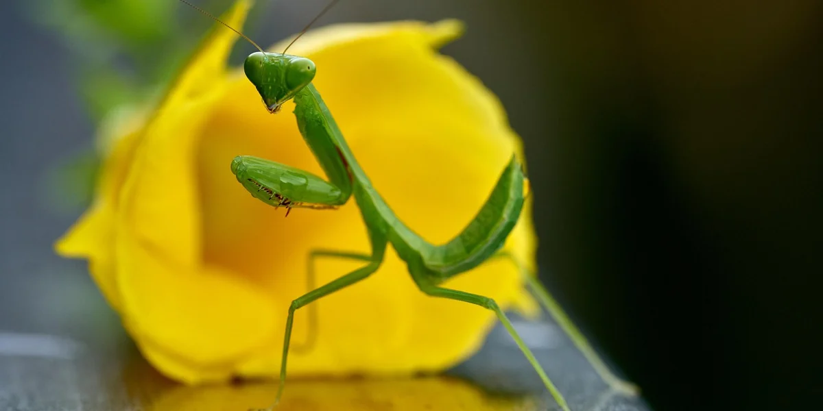 Green praying mantis perched on a bright yellow flower, with folded forelegs visible.