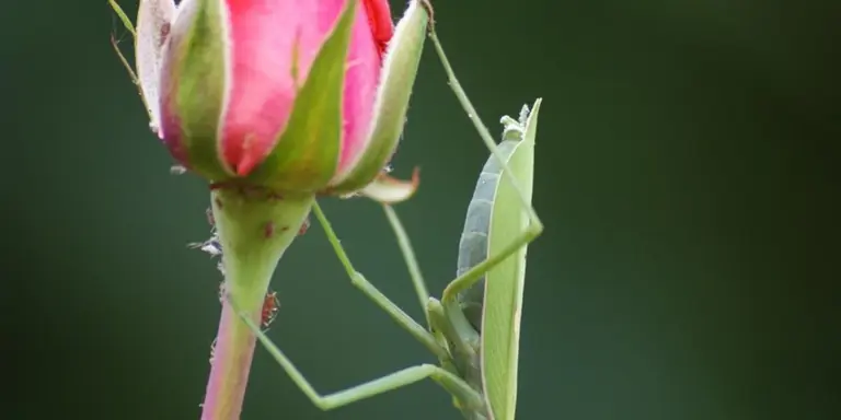 A green praying mantis perched on a plant stem near a pink flower bud.