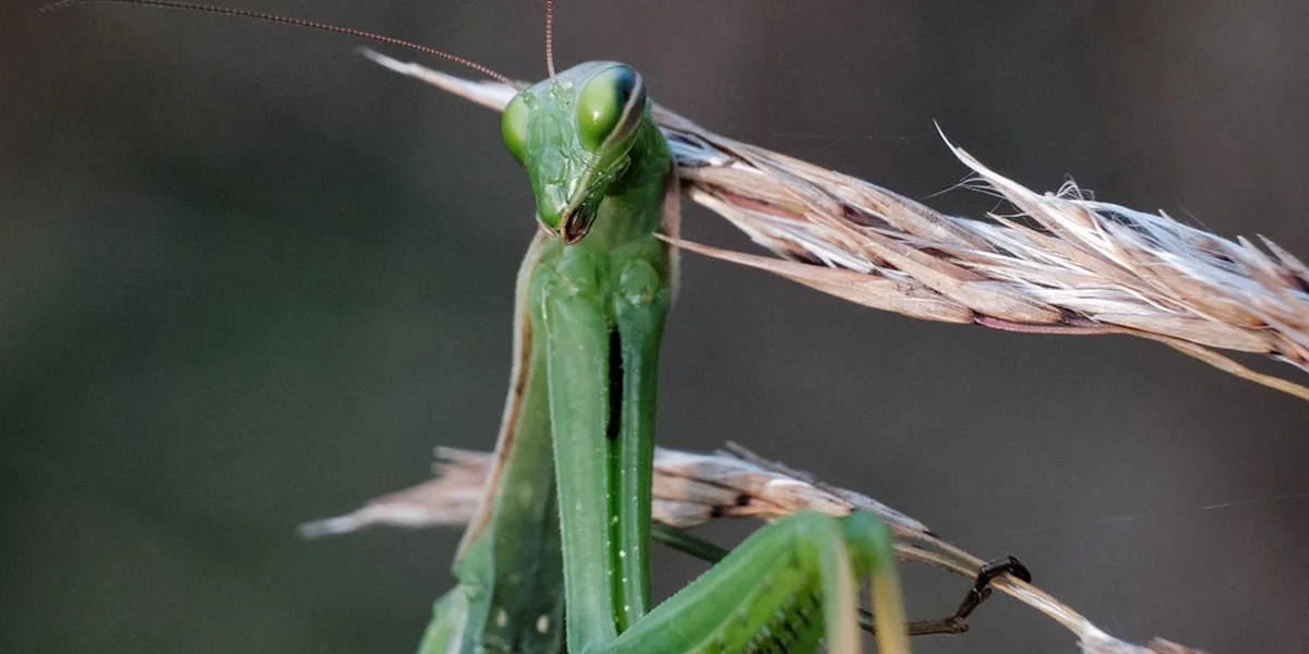 Green praying mantis perched on a dried grass blade