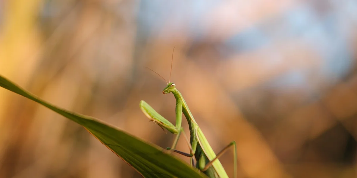 A healthy green praying mantis perched on a leaf, illustrating proactive care and vigilance for preventing health problems.