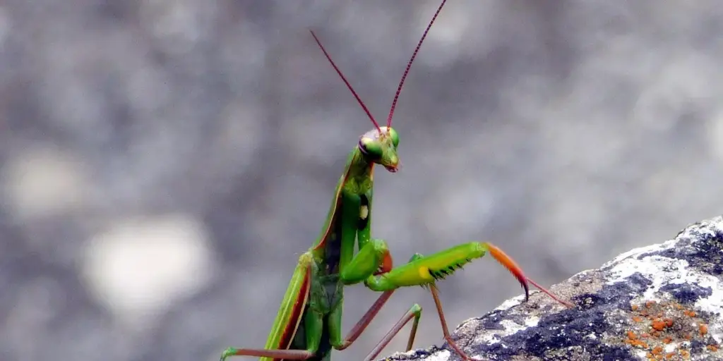 Why Is Your Mantis’s Abdomen Pulsating?