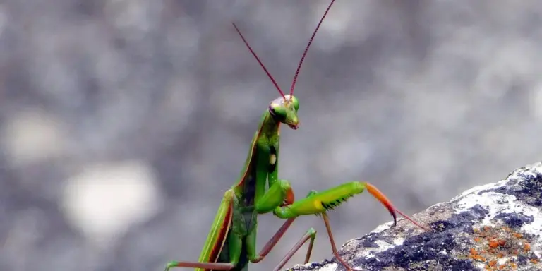 Close-up of a green praying mantis perched on a rocky surface, showing its long antennae