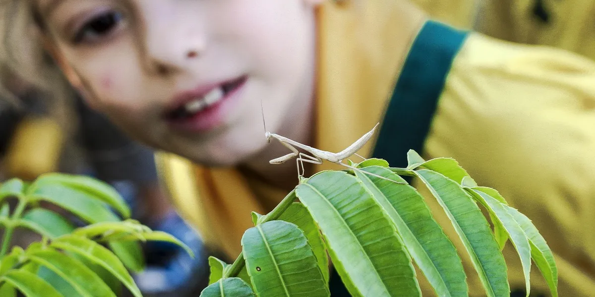 A person examining a praying mantis perched on green leaves.