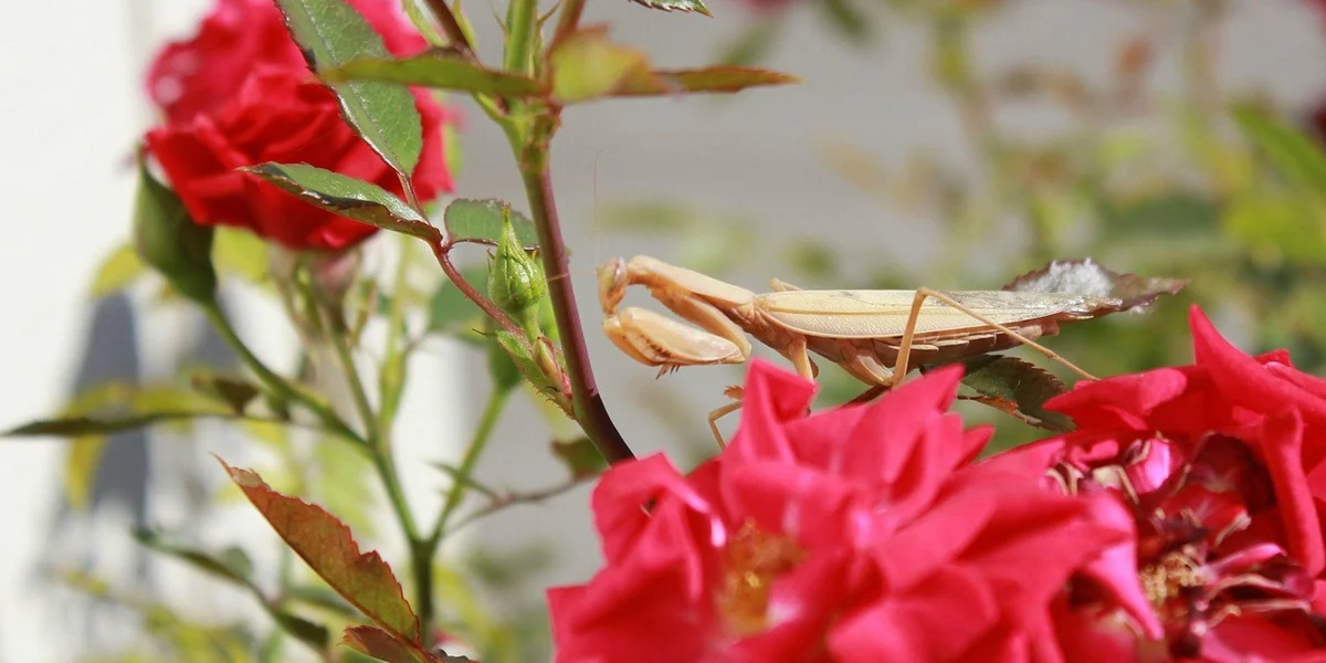 A small praying mantis camouflaged on a rose stem among red rose petals.