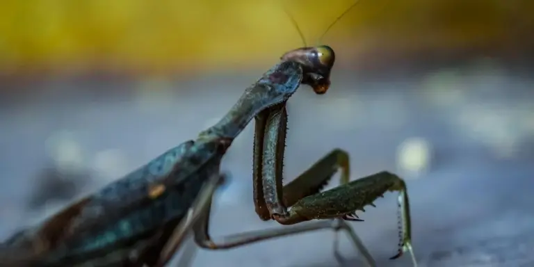 Close-up of a blue-green praying mantis perched on a dark surface with a blurred yellow-green background