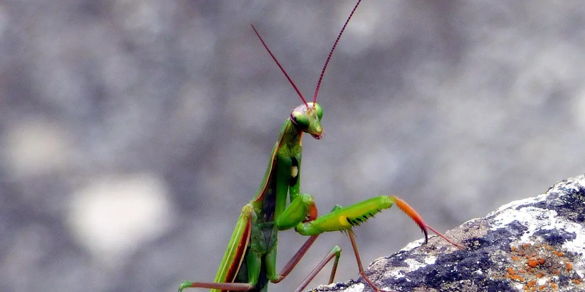Green praying mantis with long antennae perched on a rock, facing the camera.