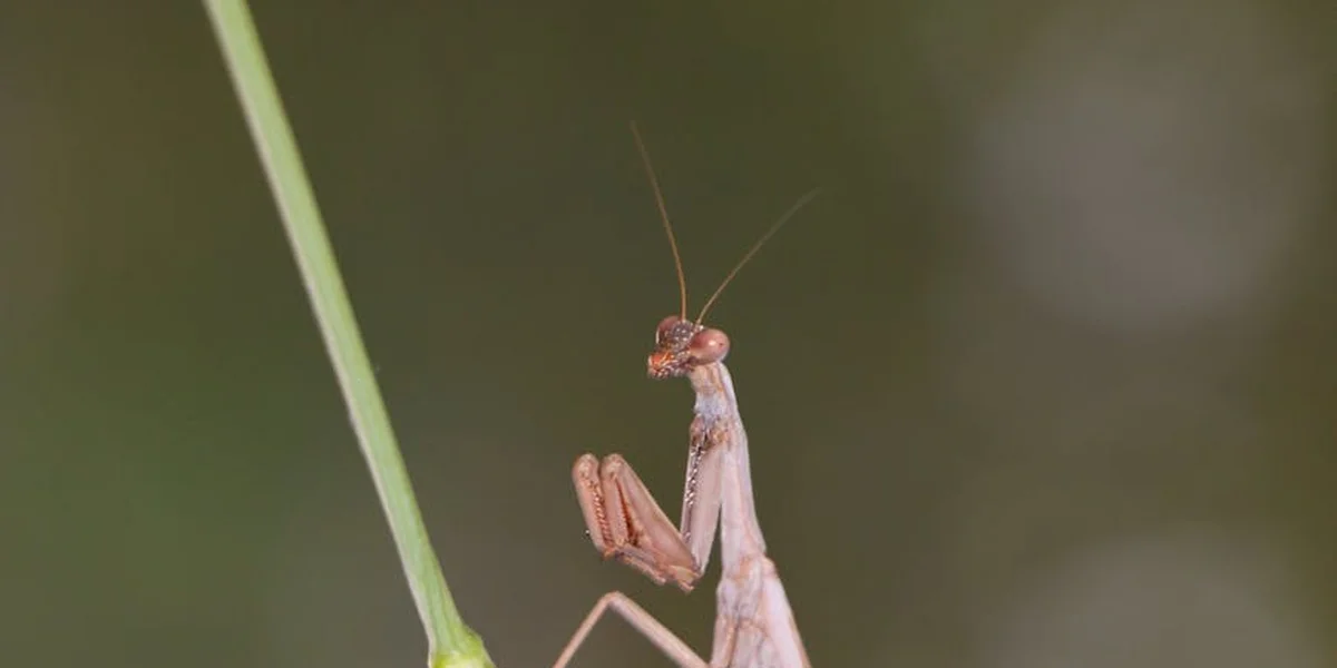 Close-up of a praying mantis perched on a green stem with a blurred natural background