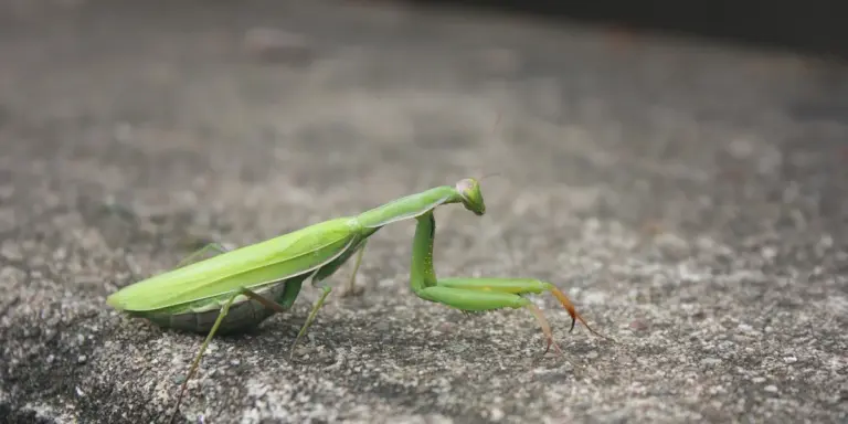 A green praying mantis on a rough, gray surface, its front legs raised and body curved as if swaying.