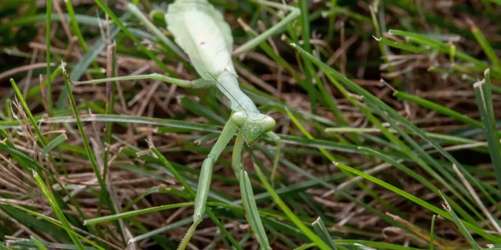 Praying Mantis vs Grasshopper: Key Differences Explained