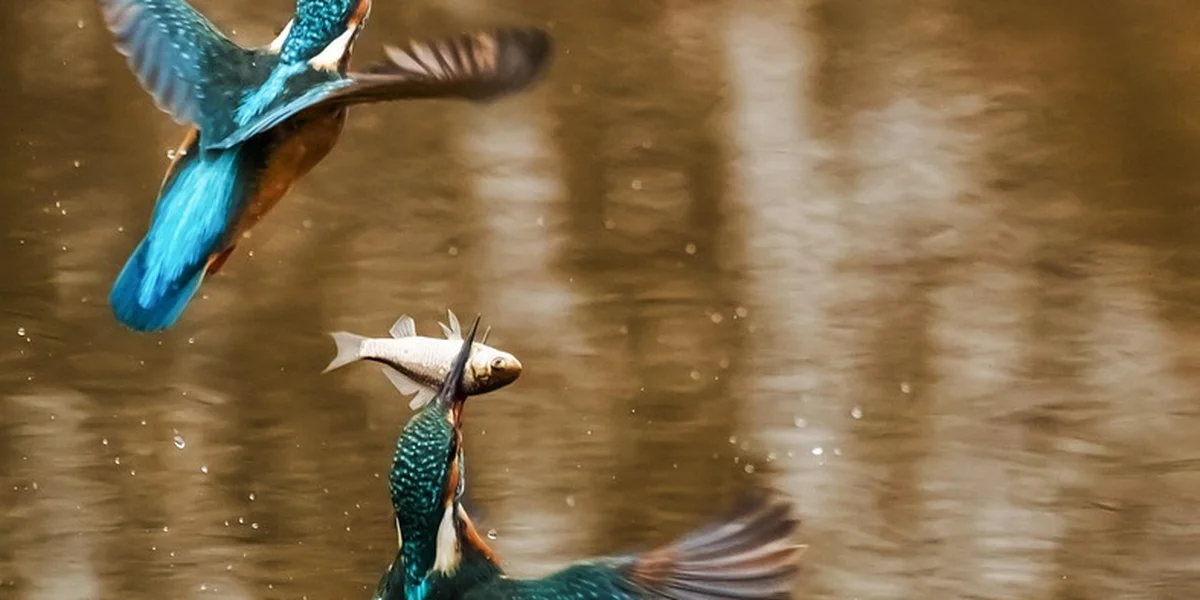 Kingfisher catching a small fish mid-air over water, illustrating prey size considerations.
