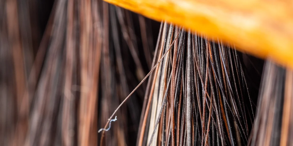 Close-up of long, dark brown hair-like filaments interwoven against a dark background, with a hint of orange at the top edge.