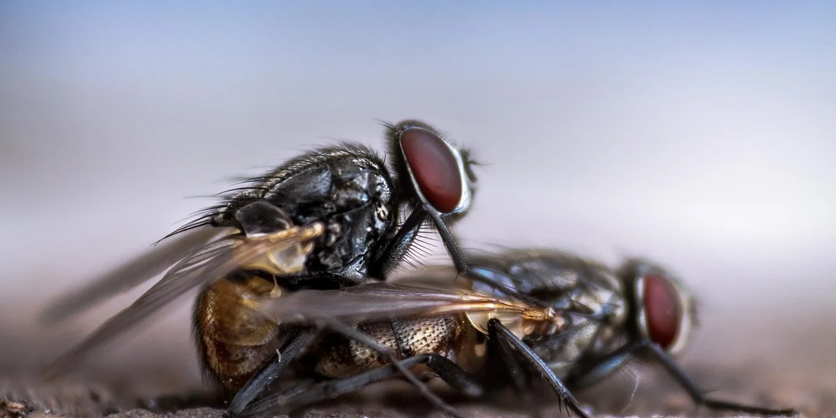 Close-up of two houseflies with red eyes resting on a surface