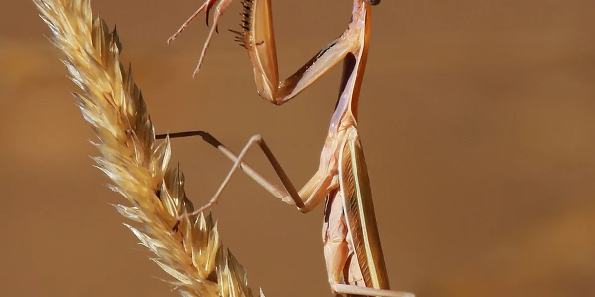 Close-up of a brownish mantis perched on a stem with a warm, blurred background