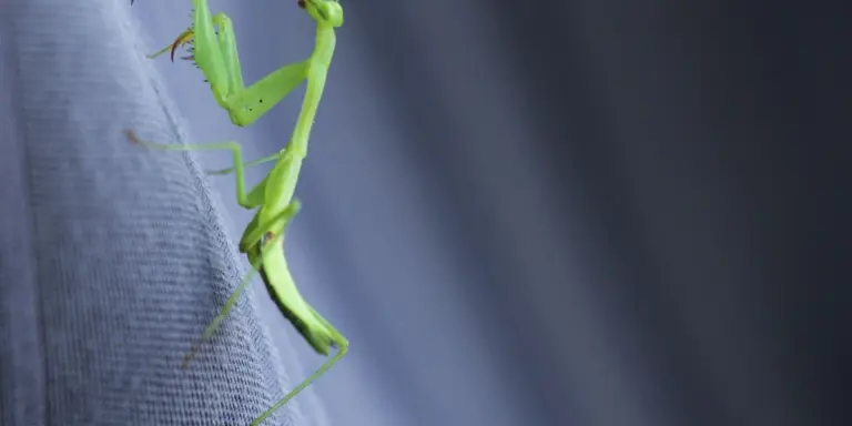 Bright green praying mantis perched on a blue fabric background, illustrating a rare color morph.