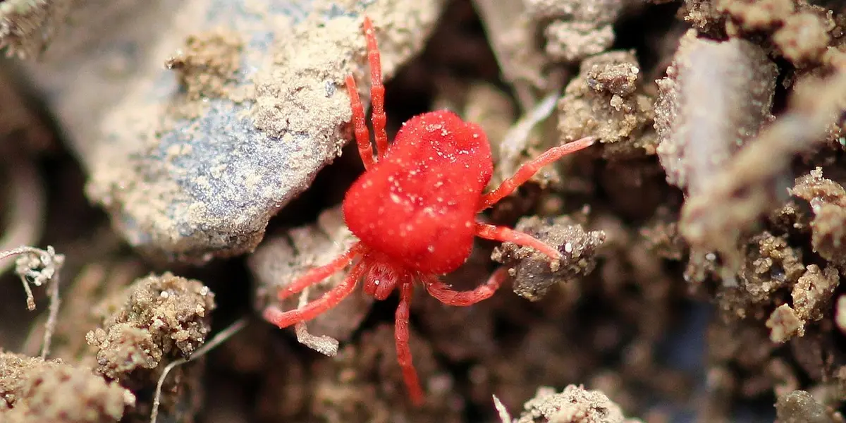 A Guide to Identifying Common Feeder Insect Pests (Mites, Gnats) - My ...