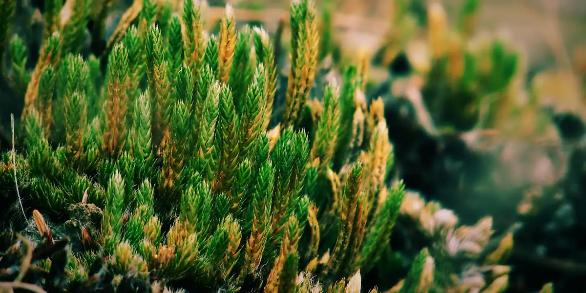 Close-up of dense green sphagnum moss with upright shoots and golden tips, highlighting its moisture-retentive structure.