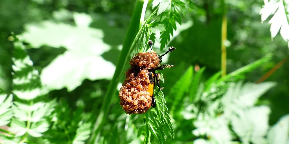 Close-up of a brown pest cluster attached to a green plant stem, with blurred foliage in the background.
