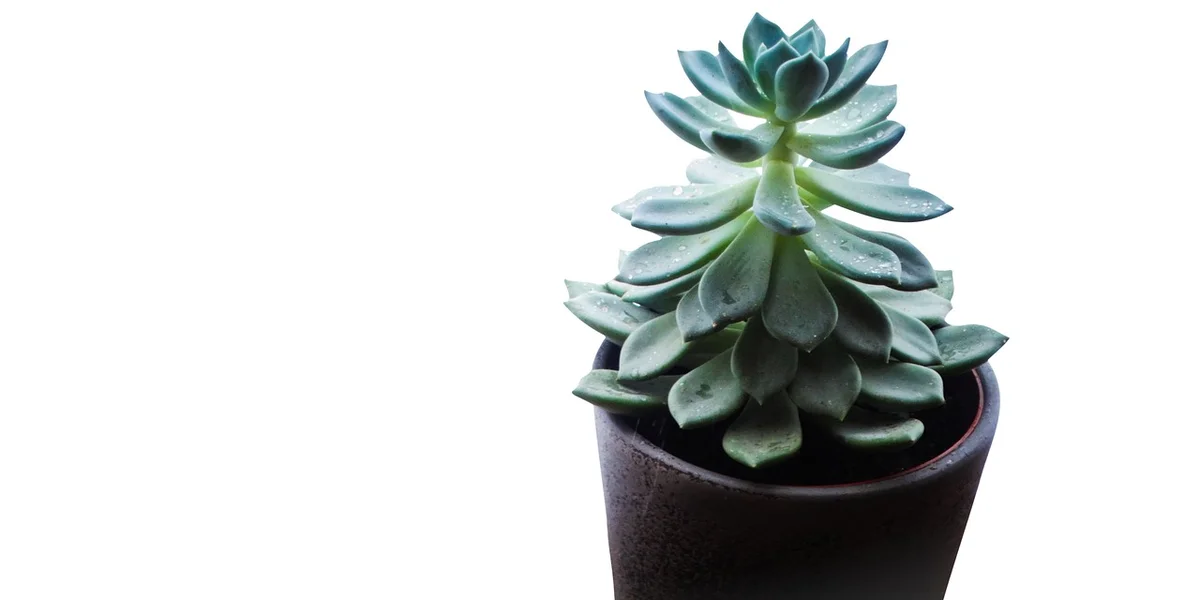 A small green succulent with layered leaves in a brown pot against a white background.