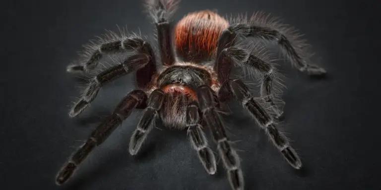 Macro photo of a dark tarantula on a black background, symbolizing the complexity and precision required in controlling temperature and humidity.