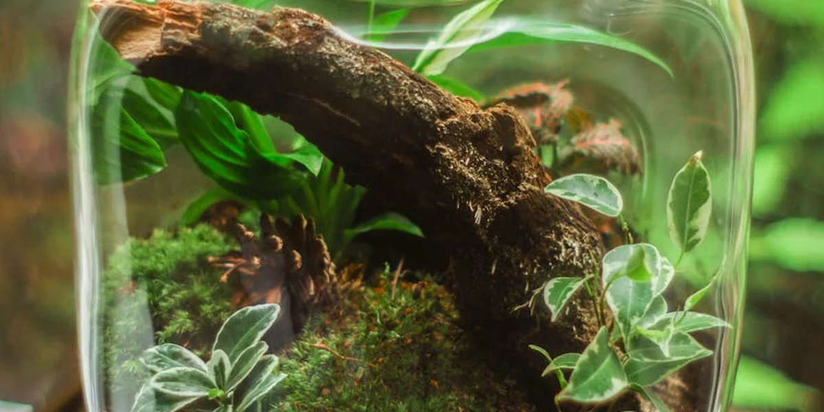 Close-up of a glass terrarium housing a curved piece of wood and various green plants, illustrating a controlled micro-environment.