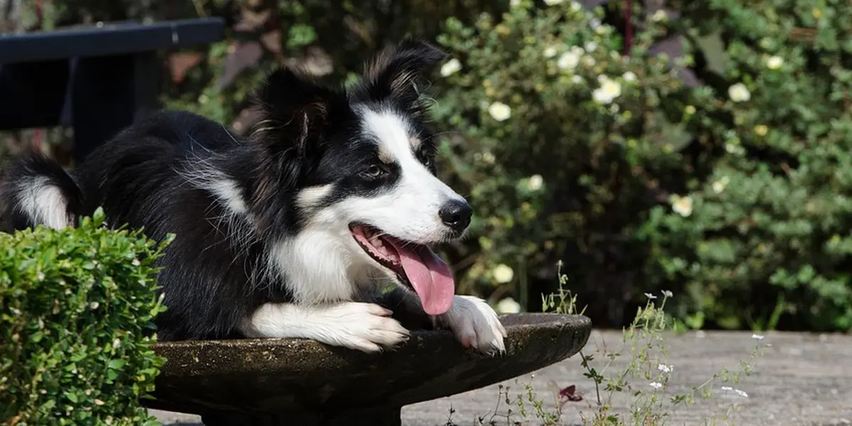Black and white dog with its tongue out, resting its front paws on a wooden edge outdoors, with greenery in the background.