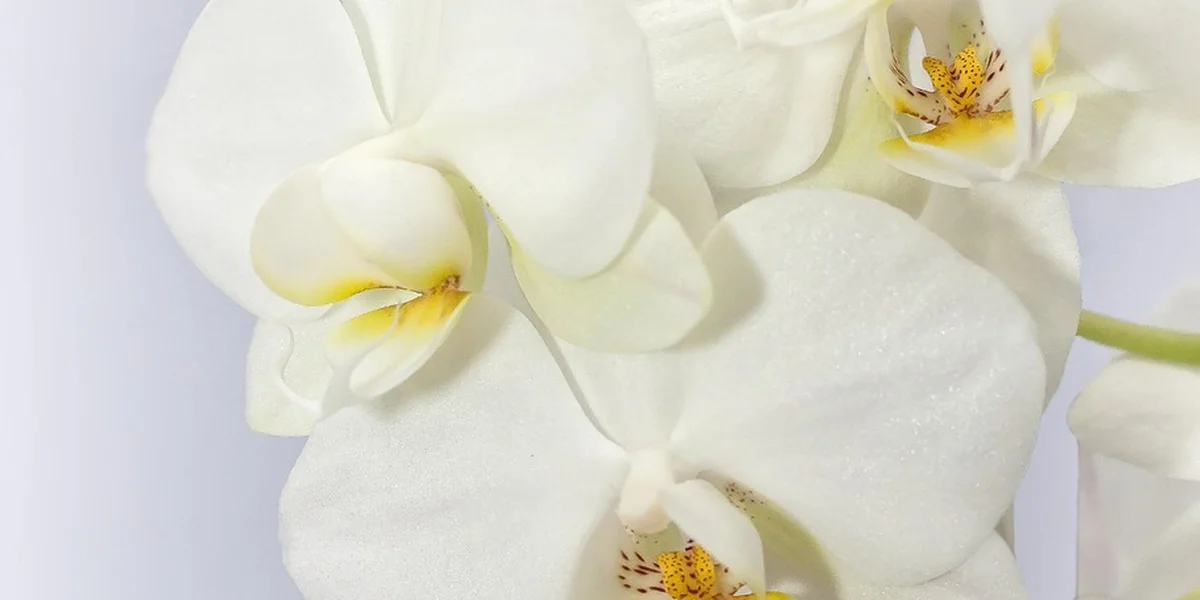 Close-up of white orchid blossoms