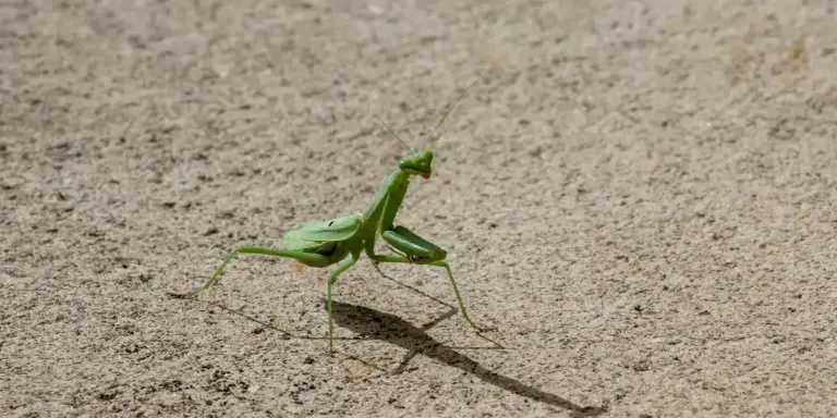 Bright green praying mantis on a sandy, sunlit surface, ready to be observed up close.