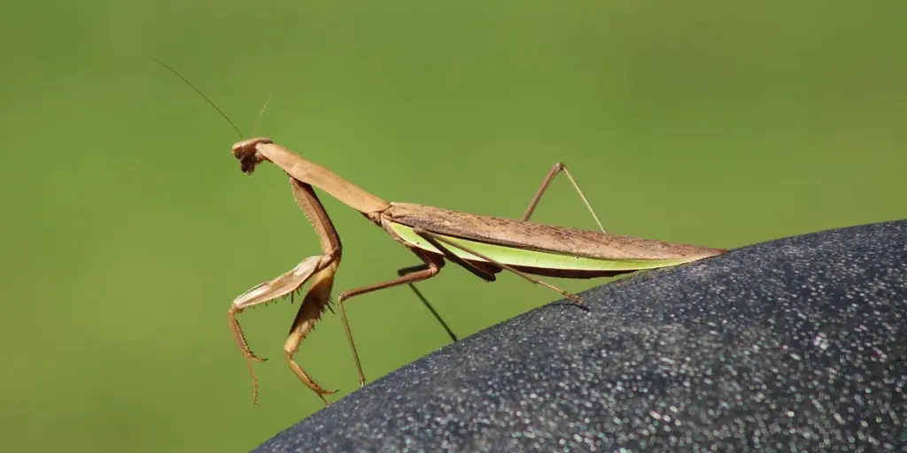 Do Praying Mantises Know Their Owners? A Guide to Mantis Intelligence
