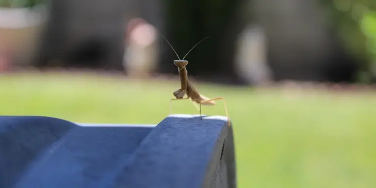 A small mantis perched on the edge of a blue railing with a blurred garden background