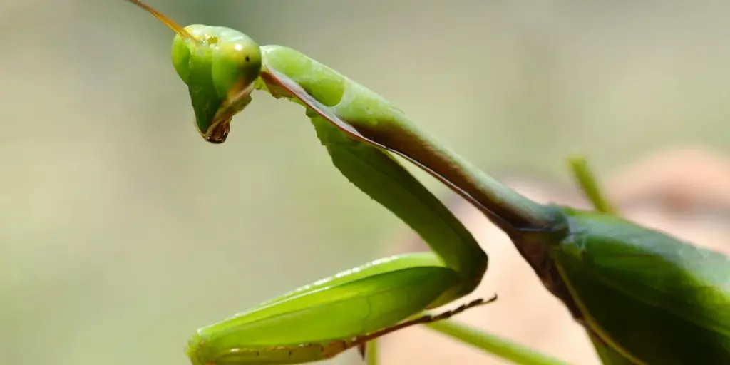 Your First Pet Mantis: A Gentle Week-by-Week Care Guide